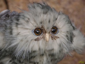 owl-17.jpg